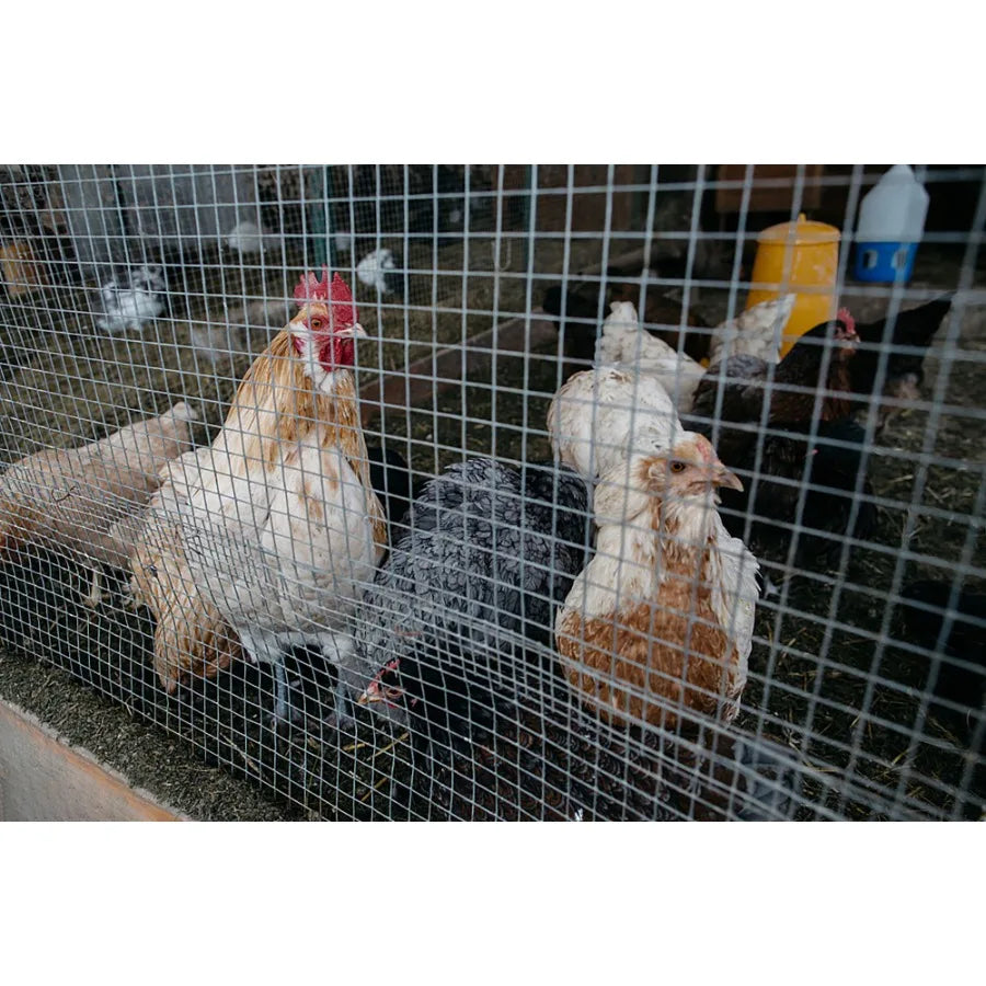 Hardware Cloth 1 4 inch 36in x 100ft 23 Gauge Hotdip Galvanized After Welding Chicken Wire Fence Roll Garden Plant Welded Metal